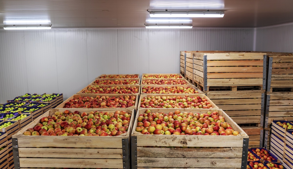 C Mara Fria Para Frutas Essencial Para O Seu Neg Cio