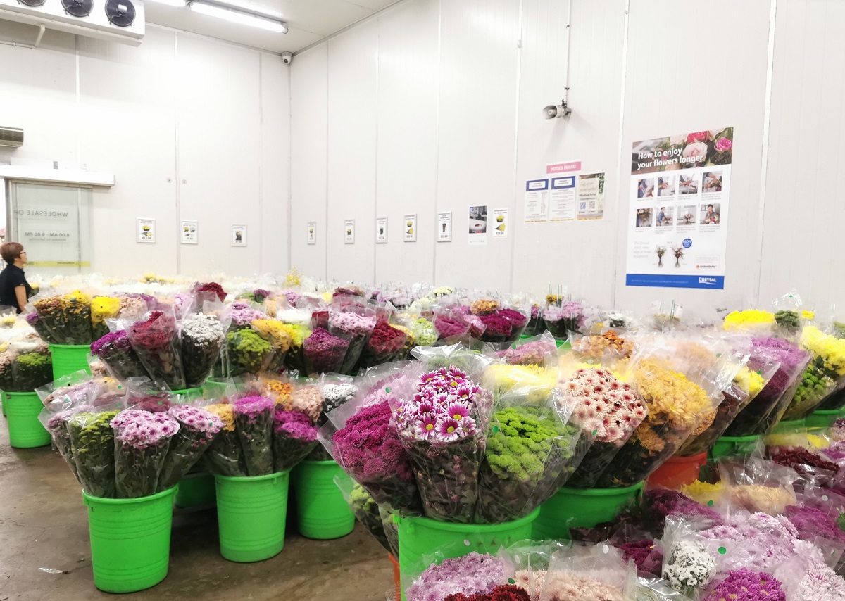 Câmara fria para flores: Ideal para produtores e floriculturas